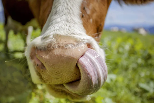 Glückliche Braun Weiß Gefleckte Kühe Den Europäischen Alpen Österreich Mühlbach — Stockfoto