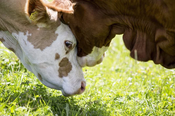 Happy Brown White Flecked Mucche Nelle Alpi Europee Austria Muehlbach — Foto Stock