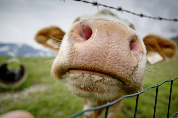 Happy Brown White Flecked Vacas Nos Alpes Europeus Áustria Muehlbach — Fotografia de Stock