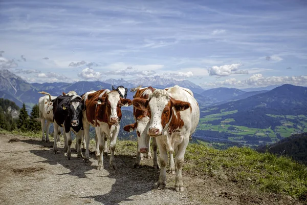 Veselé Hnědé Bílé Skvrnité Krávy Evropských Alpách Rakousku Muehlbach Hochkoenig — Stock fotografie