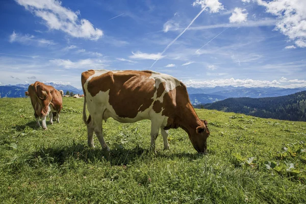 Happy Brown White Flecked Cows European Alps Austria Muehlbach Hochkoenig — Stock Photo, Image