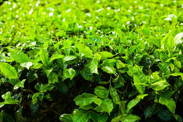 Tea Plantations Big Bush Foreground Cameron Highlands Malaysia Green Background — Stock Photo, Image