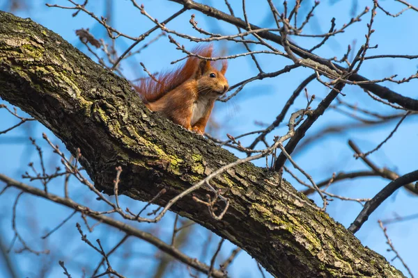 松鼠坐在一棵老橡树的枝头上 春天开始了 — 图库照片