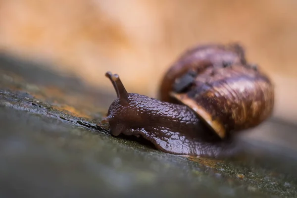 Parafuso Close Com Schneckenhaus — Fotografia de Stock