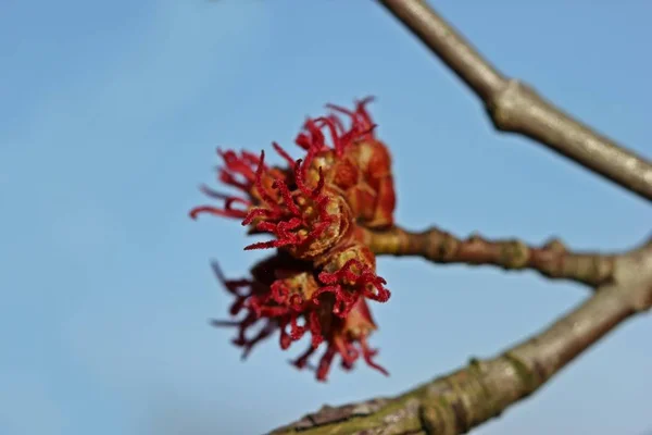 Female Red Maple Blossom Acer Rubrum — Stock Photo, Image