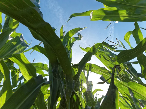 Schöne Botanische Aufnahme Natürliche Tapete — Stockfoto