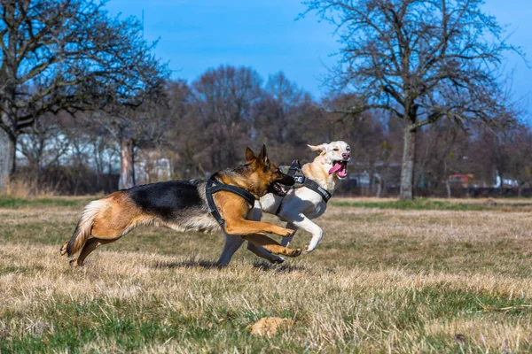 Dois Cães Brincando Correr Através Prado — Fotografia de Stock