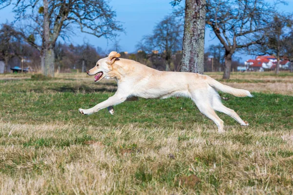 Grande Cão Branco Corre Sobre Prado — Fotografia de Stock