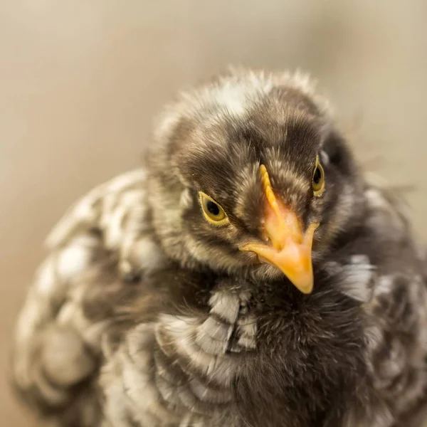 Black White Spotted Chick — Stock Photo, Image