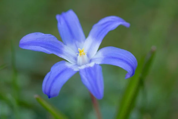 Azul Duas Folhas Estrela Azul Duas Folhas — Fotografia de Stock