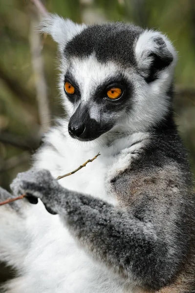 Porträtt Katta — Stockfoto