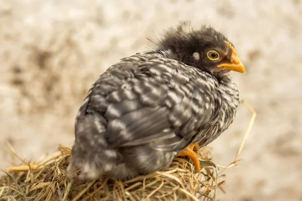 Black White Spotted Chicken Chick Black White Spotted Chick — Stock Photo, Image