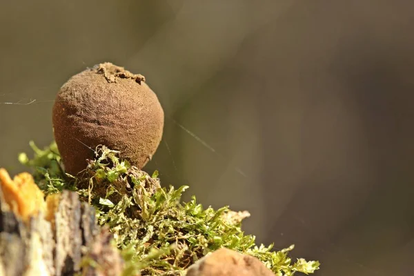 Sporlar Örümcek Ağlarıyla Eski Armut Puf Halkası Lycoperdon Pyriforme — Stok fotoğraf