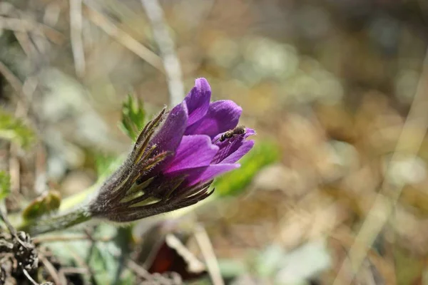 Загальна Паска Pulsatilla Vulgaris Дикою Бджолою Національному Парку Келлервальд — стокове фото