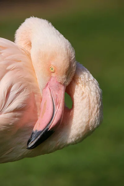 Estudo Cabeça Flamingo Rosa Flamingo Europeu Phoenicopterus Roseus — Fotografia de Stock