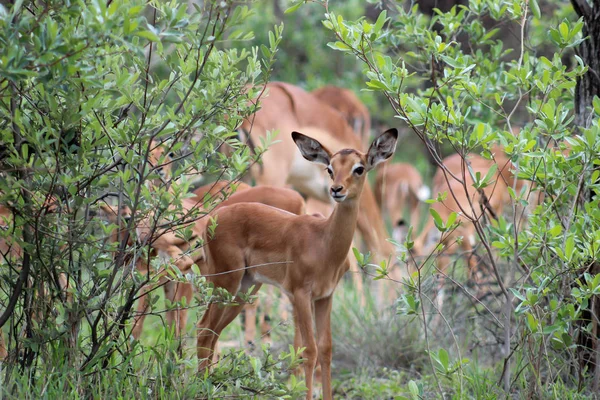 Impala Doe Búsqueda Cualquier Depredador —  Fotos de Stock