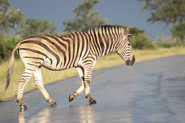 Plains Zebra Walking Wet Road — Stock Photo, Image