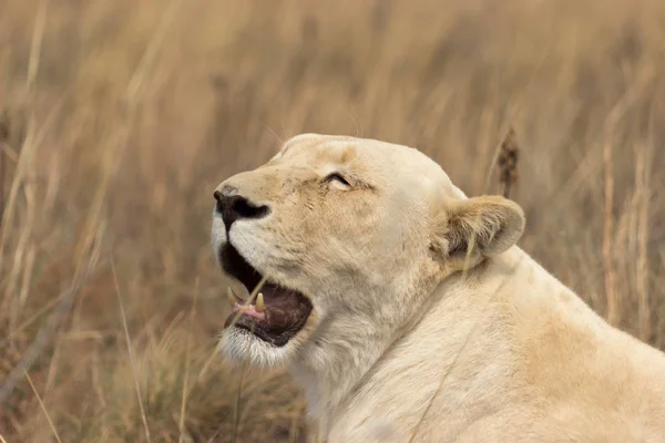 Lion Blanc Femelle Panthera Leo — Photo