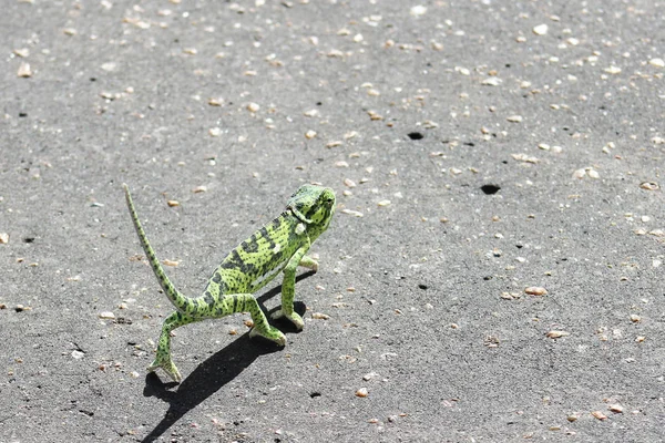 Flap Neck Chameleon Chamaeleo Dilepis Promenader Över Vägen — Stockfoto