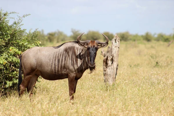 Wildebeest Connochaetes Staand Ochtendzon — Stockfoto