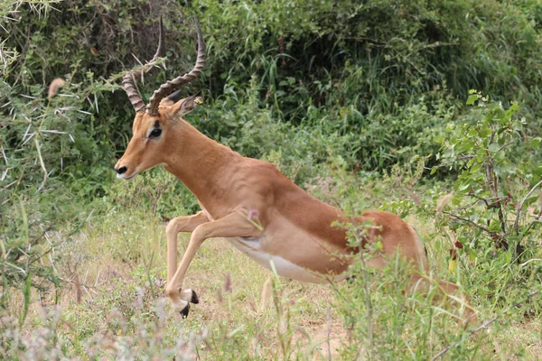 Impala Aepyceros Melampus はブラシを飛び越えて — ストック写真