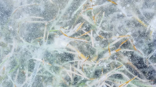 Трава Під Льодом Взимку — стокове фото