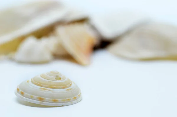 Close Sea Shell Isolated White — Stock Photo, Image