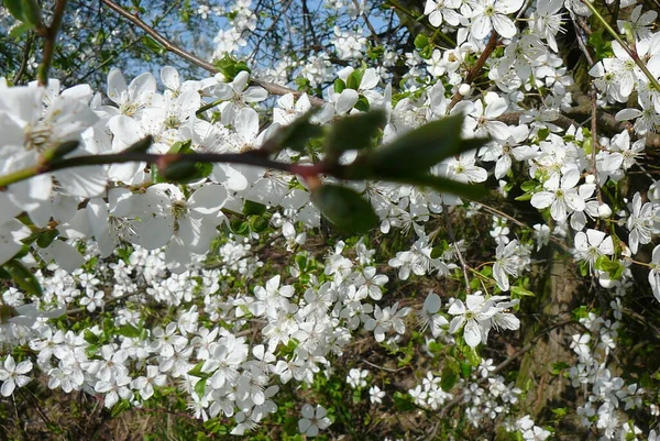 Piękne Botaniczne Ujęcie Naturalna Tapeta — Zdjęcie stockowe