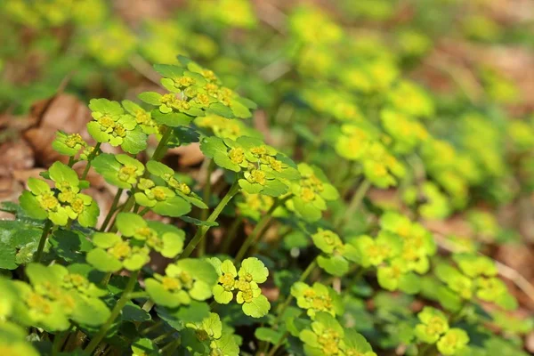 Antipodeano Crisoesplenium Oppositifolium — Fotografia de Stock