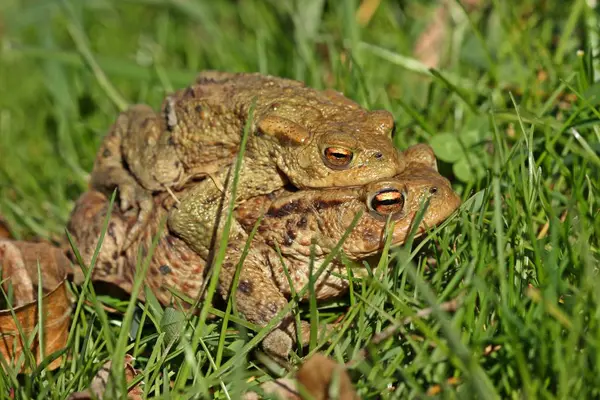 Paire Crapauds Communs Bufo Bufo Tournée — Photo