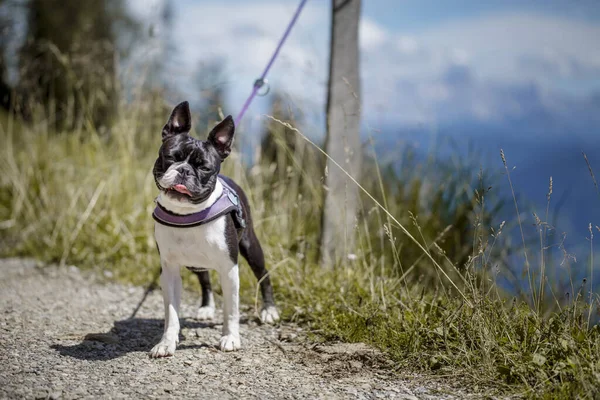Caminhadas Com Boston Terrier Nos Alpes Austríacos Verão — Fotografia de Stock