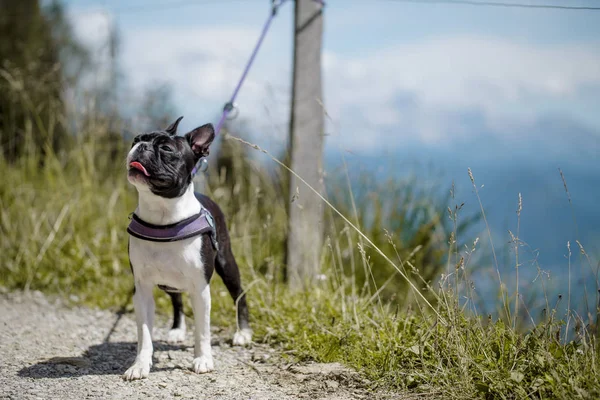 Caminhadas Com Boston Terrier Nos Alpes Austríacos Verão — Fotografia de Stock