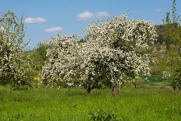 Apple Blossom Franconian Switzerland — Φωτογραφία Αρχείου