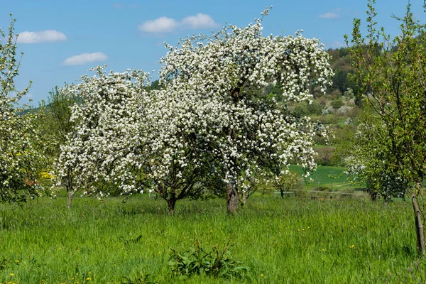 Apple Blossom Franconian Switzerland — Stock Photo, Image