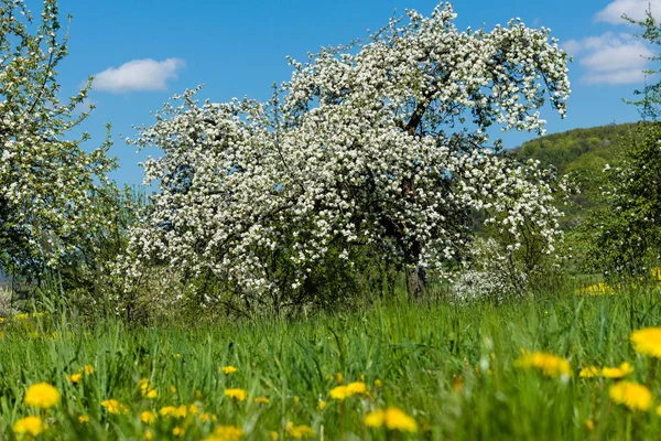 Apfelblüte Der Fränkischen Schweiz — Stockfoto