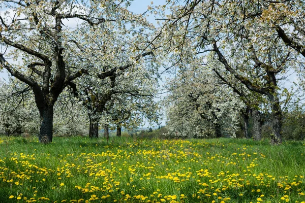 フランス スイスの桜 — ストック写真