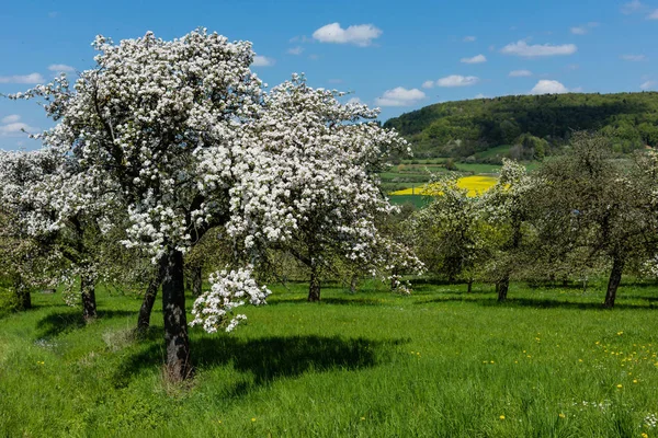 Jablečný Květ Franckém Švýcarsku — Stock fotografie