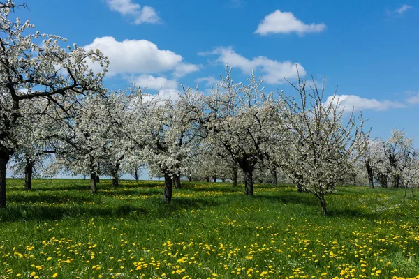 フランス スイスの桜 — ストック写真