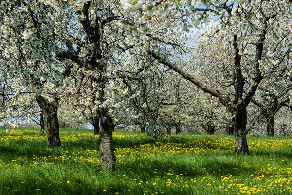 フランス スイスの桜 — ストック写真