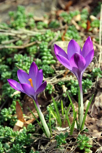 Purple Crocuses Spring Flowers Petals — Stock Photo, Image