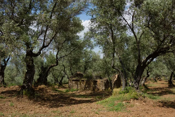 Ein Olivenhain Mit Alten Olivenbäumen — Stockfoto