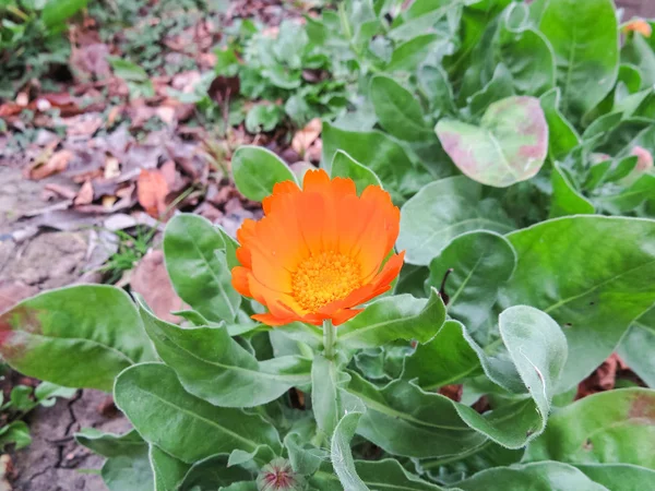 Pomarańczowy Kwiat Nagietka Kwitnienie Roślin — Zdjęcie stockowe