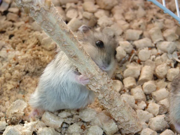 Hamster Cage Hamster Gnaws Stick — Stock Photo, Image