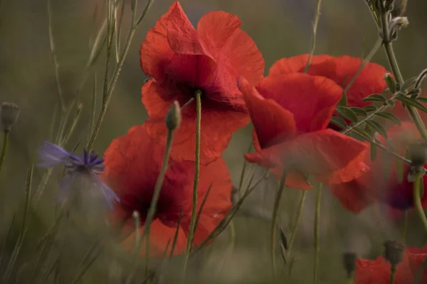 Belles Fleurs Coquelicots Sur Fond — Photo