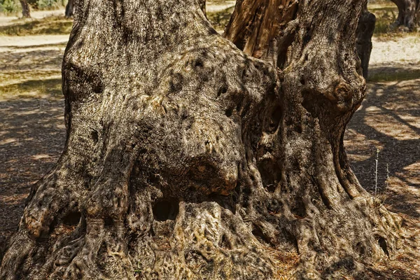 Stamm Eines Alten Olivenbaums — Stockfoto