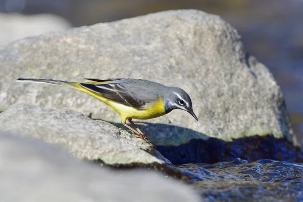 Vue Bel Oiseau Nature — Photo