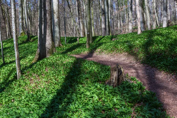 Wilde Knoflook Langs Een Pad Het Bos — Stockfoto