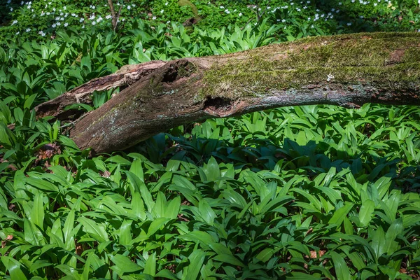 Giovane Aglio Selvatico Cresce Nella Foresta — Foto Stock