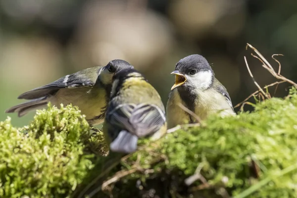 Vista Panorámica Hermoso Pájaro Titmouse — Foto de Stock