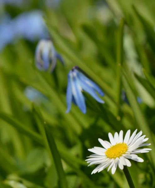 Daisy Full Bloom — Stock Photo, Image